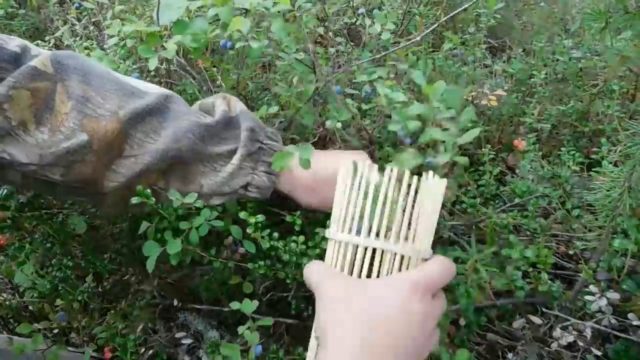 Как и когда собирать смородину черную, красную, белую