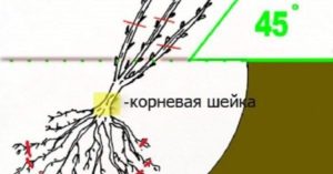 Черная смородина Белорусская сладкая
