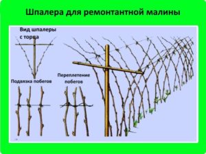 Желтая малина Беглянка