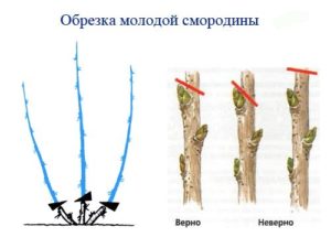 Черная смородина Белорусская сладкая