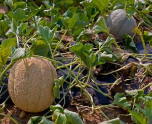 Мускусная (мускатная) дыня канталупа (cantaloupe): фото, описание сортов, отзывы