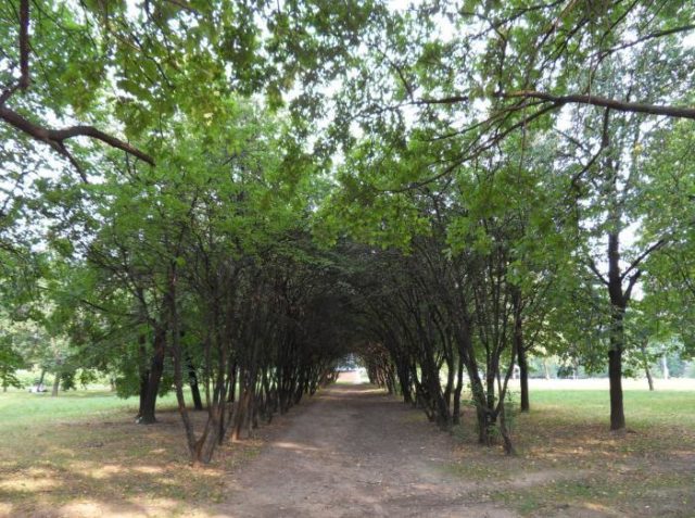 Боярышник колючий (обыкновенный): описание растения, посадка и уход