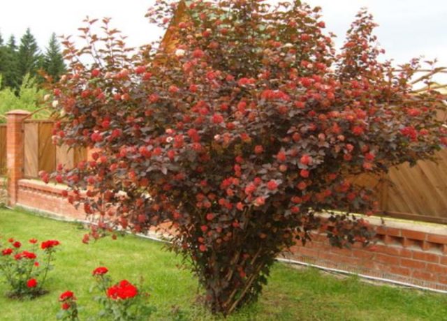 Боярышник колючий (обыкновенный): описание растения, посадка и уход