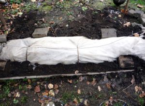 Виноград Дарья, Дашенька, Дашуня: описание сортов, фото