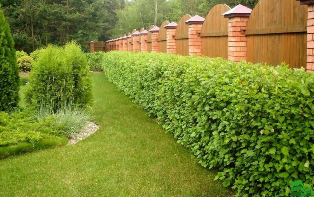 Боярышник колючий (обыкновенный): описание растения, посадка и уход