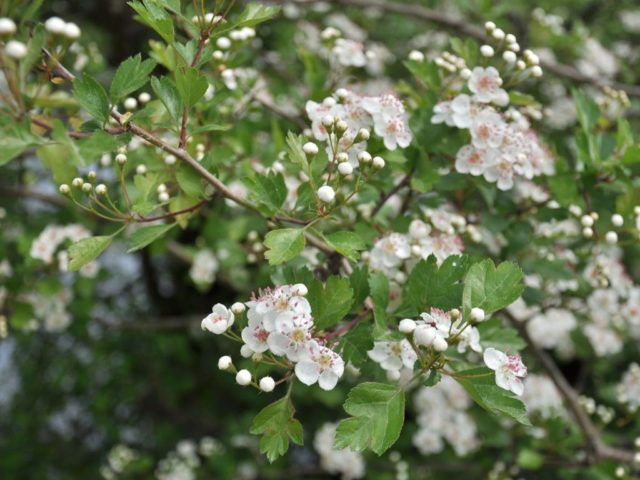 Боярышник колючий (обыкновенный): описание растения, посадка и уход