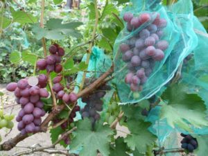Виноград Дарья, Дашенька, Дашуня: описание сортов, фото