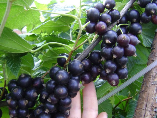 Черная и красная смородина: лучшие сорта для Урала