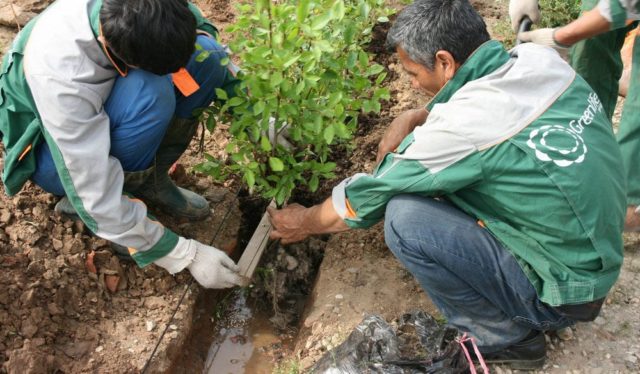 Боярышник колючий (обыкновенный): описание растения, посадка и уход