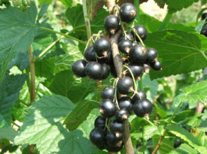 Черная смородина Лентяй