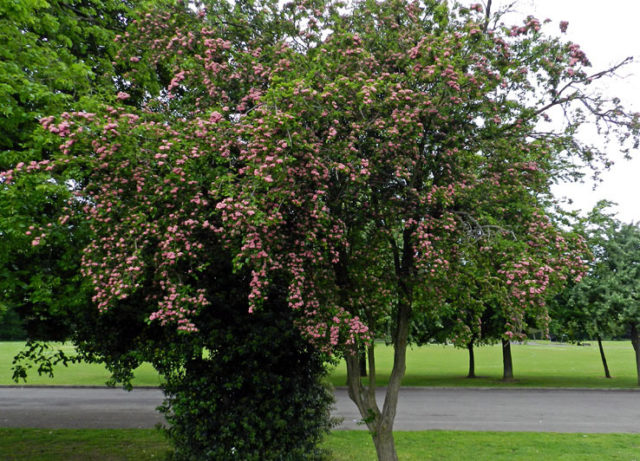 Боярышник колючий (обыкновенный): описание растения, посадка и уход