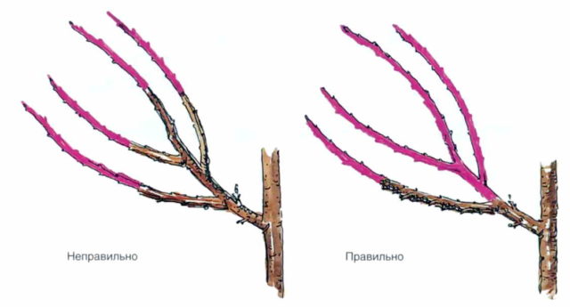 Боярышник колючий (обыкновенный): описание растения, посадка и уход