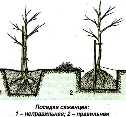 Смородина штамбовая (на штамбе): посадка и уход, отзывы, формирование куста