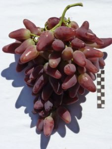 Виноград Дубовский розовый