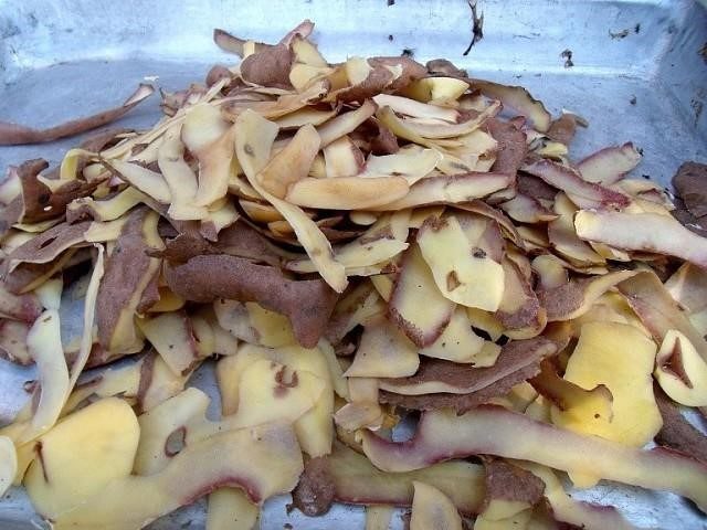 Подкормка смородины весной картофельными очистками
