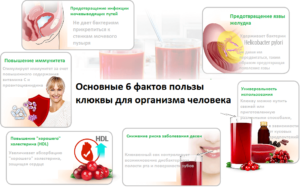 Чем полезна клюква для мужчин, женщин, детей