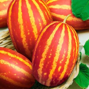 Дыня вьетнамская (молочная): отзывы, фото, урожайность, правила выращивания