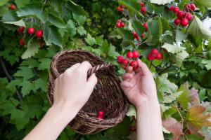 Боярышник сливолистный: описание и фото