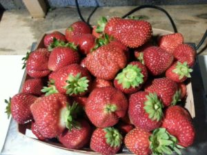 Клубника Маэстро: описание сорта + фото