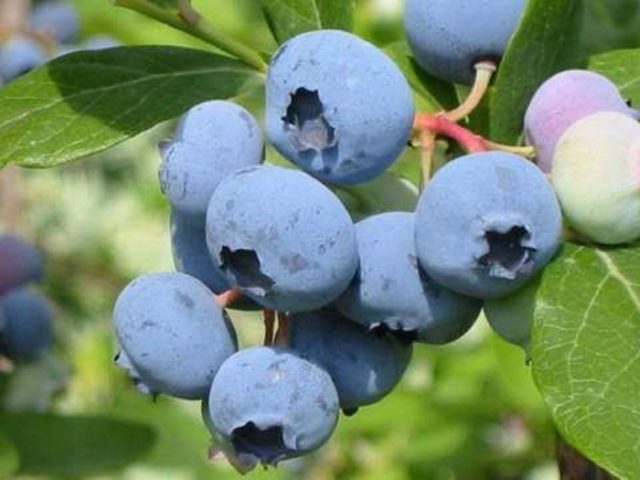 Черничное дерево: выращивание на даче, в саду, особенности размножения