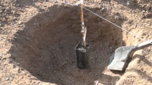 Виноград Зилга: описание сорта, фото, отзывы