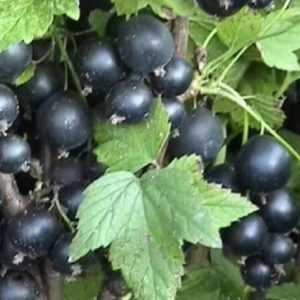 Черная смородина Белорусская сладкая