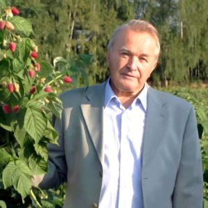 Желтая малина Беглянка
