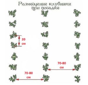 Клубника Слоненок: описание сорта, фото