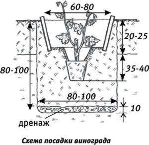 Виноград Ланселот: описание сорта, фото, отзывы