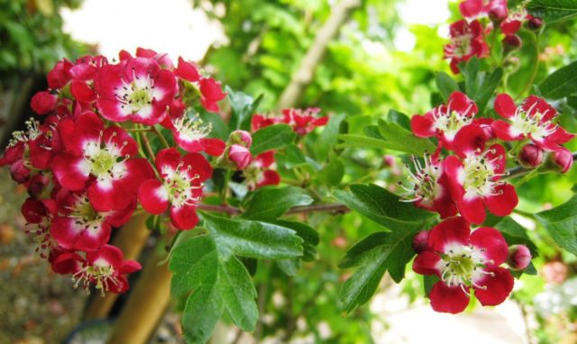 Боярышник колючий (обыкновенный): описание растения, посадка и уход