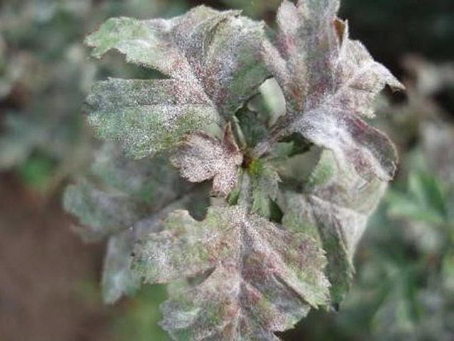 Боярышник колючий (обыкновенный): описание растения, посадка и уход