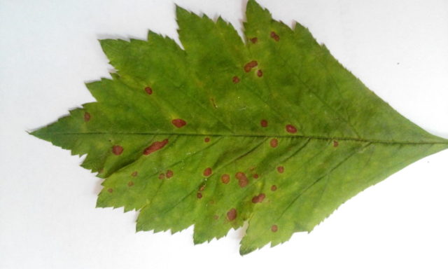 Боярышник колючий (обыкновенный): описание растения, посадка и уход