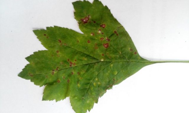 Боярышник колючий (обыкновенный): описание растения, посадка и уход