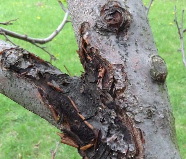 Боярышник колючий (обыкновенный): описание растения, посадка и уход