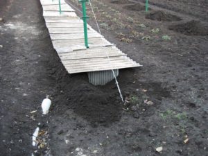 Виноград Эверест: описание сорта, фото, отзывы