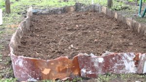 Посадка и уход за клюквой в открытом грунте