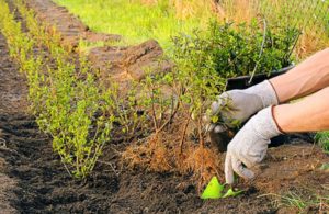 Боярышник сливолистный: описание и фото