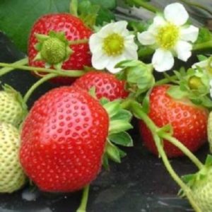 Клубника Маэстро: описание сорта + фото