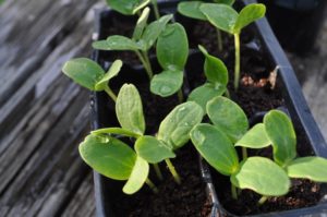 Дыня Эфиопка: отзывы, описание сорта, фото, урожайность, выращивание