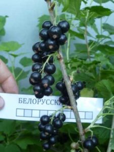 Черная смородина Белорусская сладкая