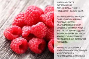 Малина Сенатор