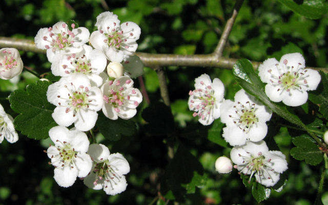 Боярышник колючий (обыкновенный): описание растения, посадка и уход