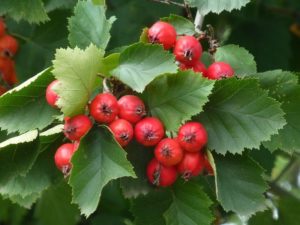 Боярышник: полезные свойства и противопоказания для женщин и мужчин