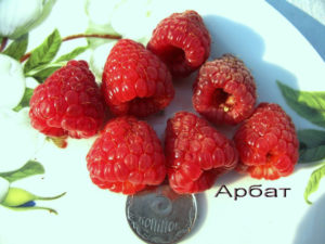 Малина Арбат