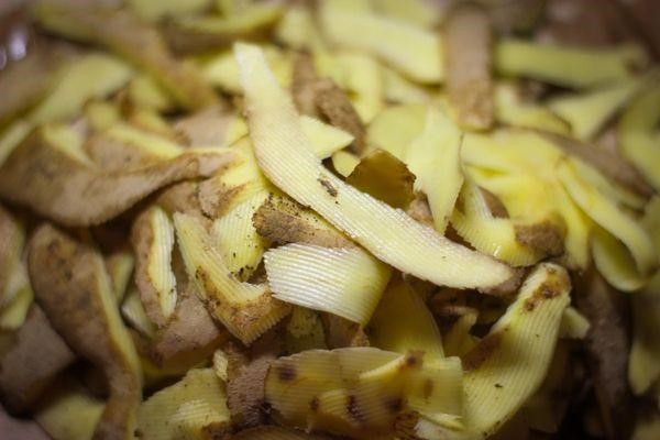 Подкормка смородины весной картофельными очистками