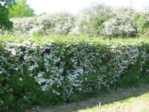 Боярышник сливолистный: описание и фото