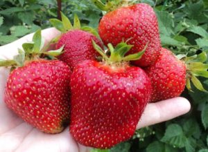 Клубника Джоли