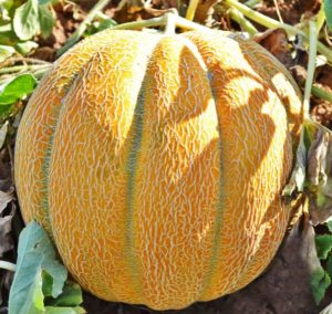 Дыня Эфиопка: отзывы, описание сорта, фото, урожайность, выращивание