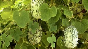 Рогатая дыня (кивано, африканский огурец): что это такое, как его едят, вкус, где растет, чем полезен