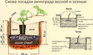 Виноград Сфинкс